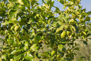 Lime Bearss